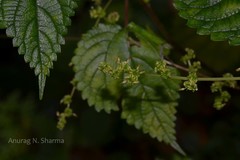 Boehmeria macrophylla